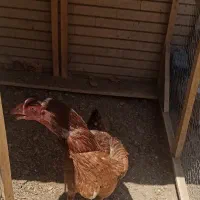 مرغ لاری نژاد اوشامو