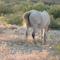 فروش اسب