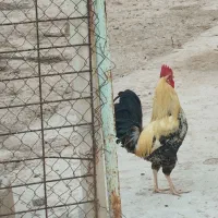 خروس