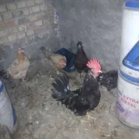 مرغ‌وخروس‌عربی