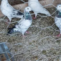 کبوتر مسافتی