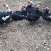 باسلام خدمت عزیزان  تعداد۹عدداردک روسی یه جفت محلی