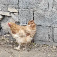 مرغ و خروس نژاد زیبای امپراتور