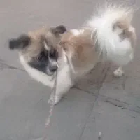 میکس پامر روباهی پیکینیز