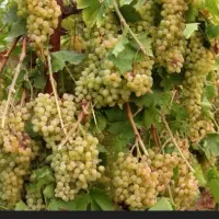 باغ انگور فروش فوری فوری|فروش زمین و ملک کلنگی|اردبیل, |دیوار