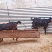 بز جوان و هیکلی و داشتی
