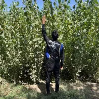 ارائه نهال صنوبر ۲ ساله ارتفاع ۴ متری