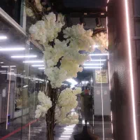 فروش درختچه شکوفه تزئینی