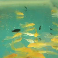 انواع ماهی زینتی و کت فیش|ماهی|شاهینشهر, کوی مهدیه|دیوار