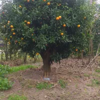 جویای کار اداری