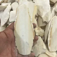 پخش عمده کاکل ذرت و دم گیلاس و کف دریا درشت و پودر