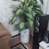 گل دیفن باخیا