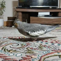 عروس هلندی ماده بالغ|پرنده|شیراز, دلجو|دیوار