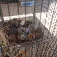 جوجه مرغ خانگی سه ماهه دونه ۳۰۰تومان