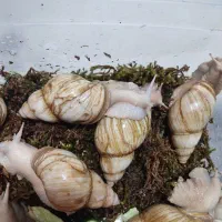 حلزون در شهر صنعتی