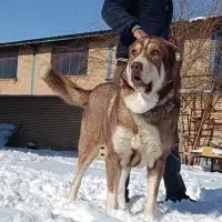 سگ دُزدی|حیوانات|اراک, |دیوار