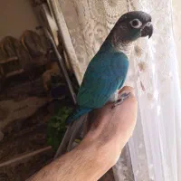 *گرینچیک تراکوییس*