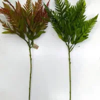 شاخه بلند سرخس لمسی