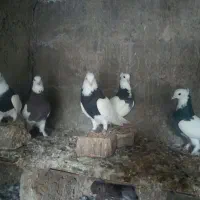 کبوتر طوقی|پرنده|فاضل آباد, |دیوار