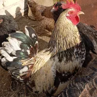 خروس گلین|حیوانات مزرعه|گرمخان, |دیوار