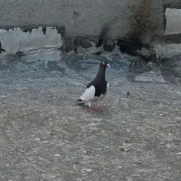 کبوتر|پرنده|قزوین, |دیوار