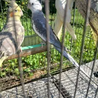 عروس هلندی(رشت،روسر کلاچای)|پرنده|رحیم‌آباد, |دیوار