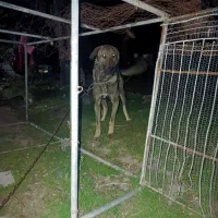 پژدر .خراسانی. سرابی