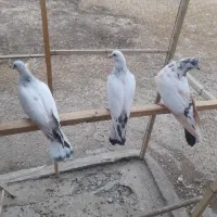 فوری نرکله دنبی  دوتا مفلق مطابق عکس
