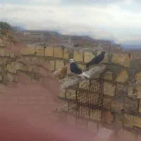 کفتر|پرنده|زارچ, |دیوار