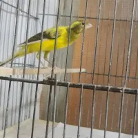 قناری و جوجه سهره بروجردی اصل نر سبیل زده