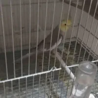 فروش دو عدد گرینچیک و دوعدد عروس|پرنده|بهبهان, |دیوار