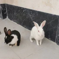 یک جفت خرگوش خانگی سیاە و سفید