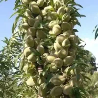 بادام کاغذی و سنگی باردار دیر گل مقاوم به سرما