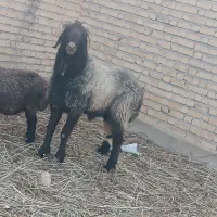 قوچ|حیوانات مزرعه|شیراز, دارالرحمه|دیوار