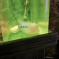 ماده فلاور کامفا|ماهی|آبعلی, |دیوار