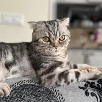 خوشگل پسر اسکاتیش|گربه|پردیس, فاز ۲|دیوار