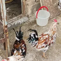 خروس گلین|حیوانات مزرعه|شهریار, شهرک مصطفی خمینی|دیوار