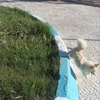 سگ پامر