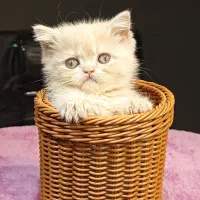 بچه گربه های برتیش کاراملی|گربه|تهران, تهرانسر مرکزی|دیوار