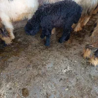 بره ماده|حیوانات مزرعه|مسجد سلیمان, |دیوار