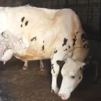 گاو شیری سیمنتال
