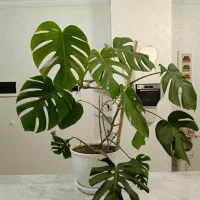 گلدان مونسترا برگ انجیری