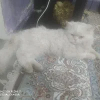 گربه|گربه|زاهدان, |دیوار