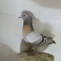 کفتر|پرنده|شیراز, شهرک مهدیه|دیوار