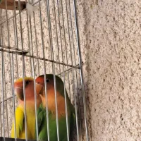 طوطی برزیلی