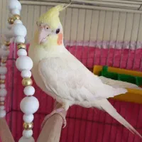 عروس هلندی