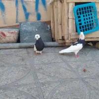 کبوتر سبز وتوقی|پرنده|ایوان, |دیوار