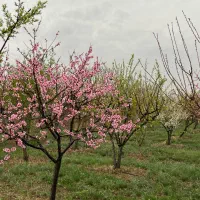 باغ بادرختان۱۲ساله آب قانونی/هزارمترمربع نظر آباد|فروش زمین و ملک کلنگی|هشتگرد, هشتگرد قدیم|دیوار