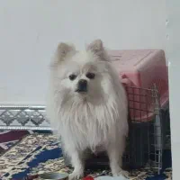 سگ پامرین اصیل