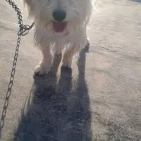 سگ شیتزو|سگ|فرخشهر, |دیوار